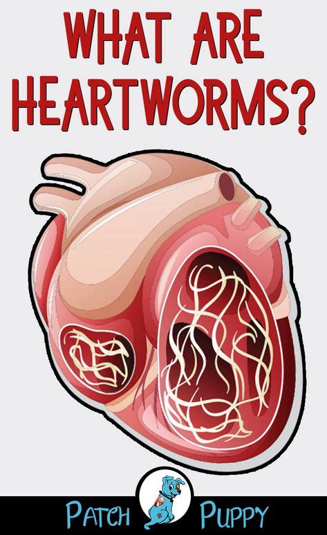 Heartworm – why prevention is best | Heartworm, Heartworm treatment, Prevention