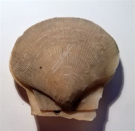 Chlamys decemnarius - Bivalves - The Fossil Forum