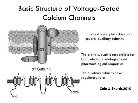 Types Of Gated Ion Channels