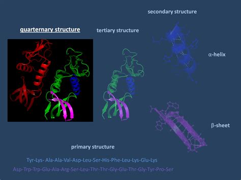 Protein Structure, Quaternary; Quaternary Protein Structure