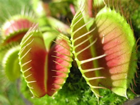 Sundew Plant Eating Fly