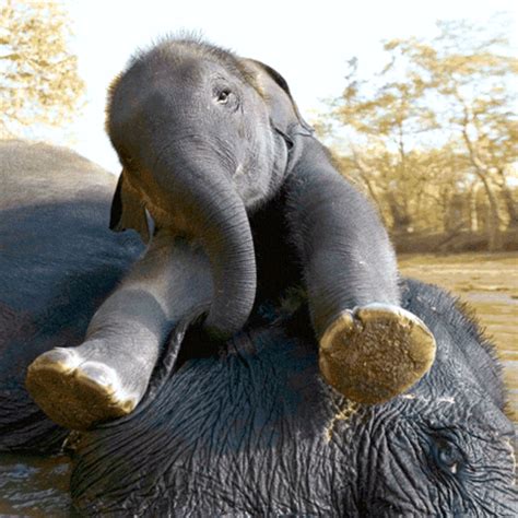 Elephants GIF - Find & Share on GIPHY