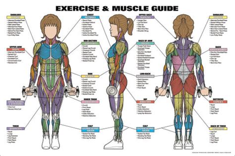 Women's Exercise and Muscle Guide Professional Fitness Wall Chart ...