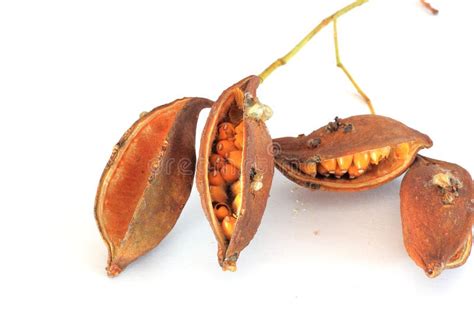 Kurrajong tree seed pods stock image. Image of pods, natural - 51392217