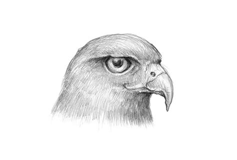 How to Draw a Falcon with Pen and Ink