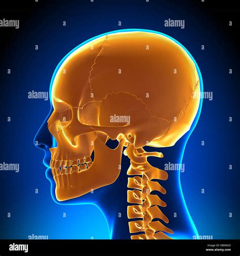 Female Skull Anatomy