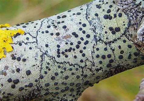 Lichen growth forms - Wikiwand