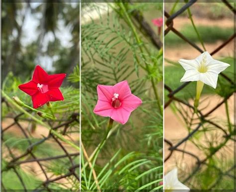 GardenHunt Cypress Vine Ipomoea quamoclit / Humming Bird Vine Flower Seeds - Pack of 3, Each 10 ...