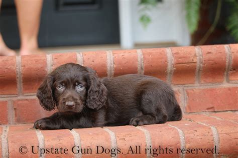 Boykin Spaniel Puppies – Boykin Spaniels and other Gun Dogs Available ...