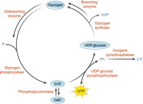 Glycogen Breakdown Pathway