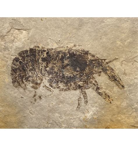 Fossils For Sale | Fossils-UK.com | Rare Cretaceous Fossil Crayfish ...