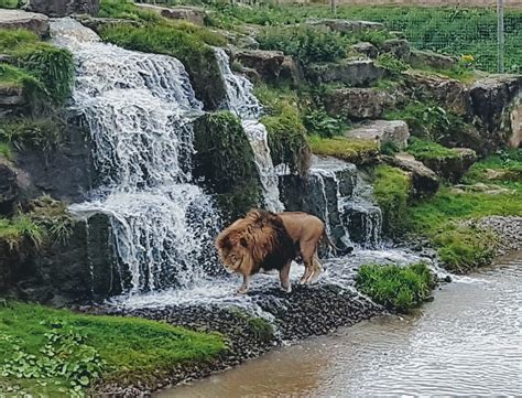 Yorkshire Wildlife Park Summer Trip - I CAAN West Cumbria