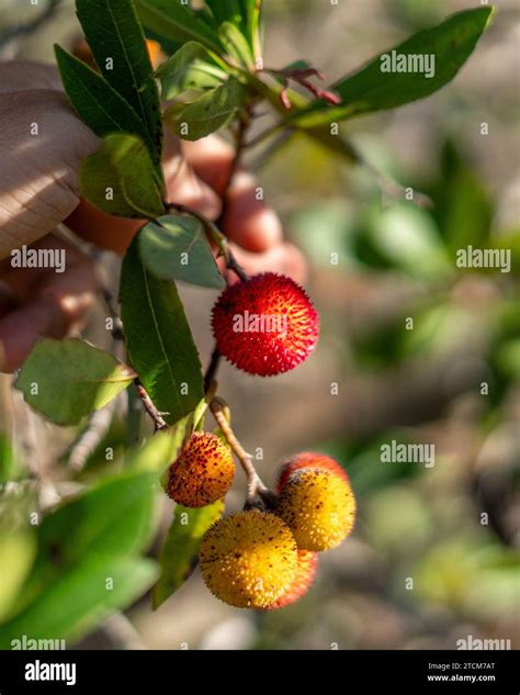 Irish strawberry tree hi-res stock photography and images - Alamy