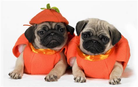 Two fawn pugs in pumpkin Halloween costumes HD wallpaper | Wallpaper Flare