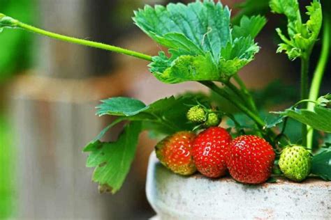 5 Best Strawberry Varieties for Containers (& Where to Get ‘Em) – The Bountiful Gardener