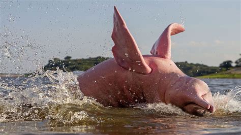 19 Amazing Pink River Dolphin Facts - Facts.net