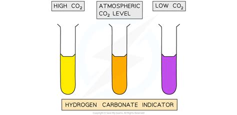 Edexcel IGCSE Biology: Double Science 复习笔记 2.6.3 Practical ...