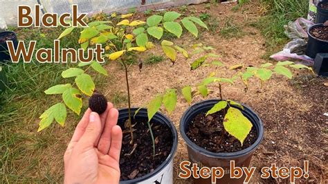 How to grow a Black Walnut tree from seed - YouTube