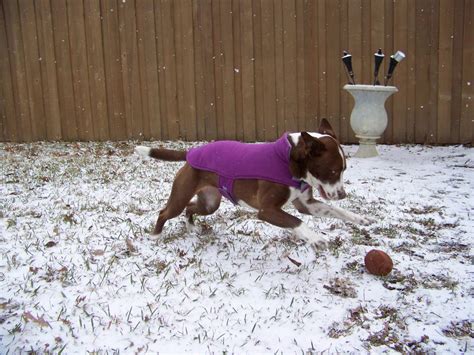 Snow Bowl! 100 0543 by texasstarwildflower on DeviantArt