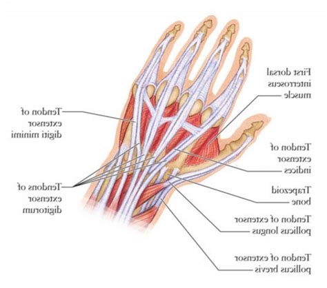 Wrist Tendons Diagram