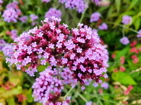 Keyword for What Do Verbena Plants Look Like