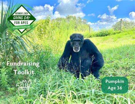 Fundraising Toolkit for Save the Chimps! | Save the Chimps