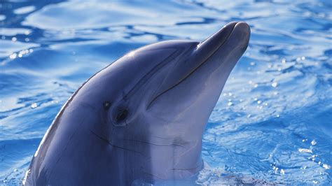 Download Animal Dolphin HD Wallpaper