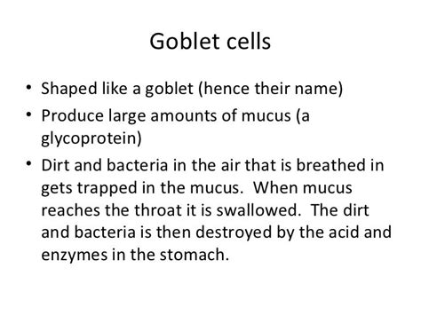 The tissues of the lungs