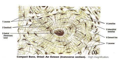 Bone Cross Section Microscope / Cross Section Decalcified Bone Microscope Video By C Dr Lange ...