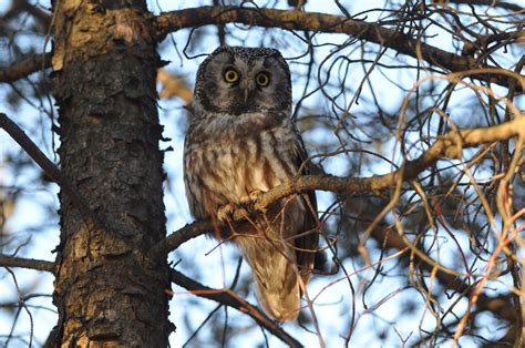 Boreal owl | Amherst island feb 6, 2010 | Ray Pregent | Flickr