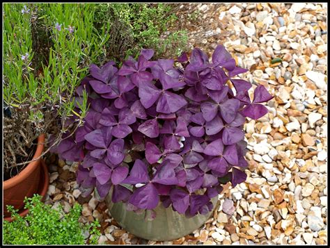 Oxalis "Burgundy Wine" | Plants, Chartreuse, Burgundy