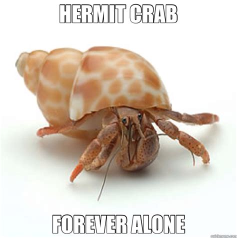 Hermit Crab memes | quickmeme