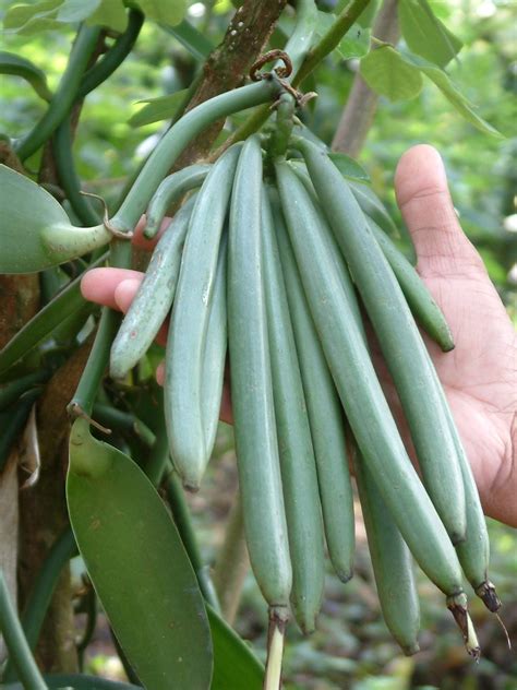 Where Vanilla Comes From? - Vanilla Pods Mexican Vanilla Extract