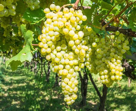 Chardonnay Grapes on Vine in Vineyard, South Tyrol, Italy. Chardonnay is a Green-skinned Grape ...