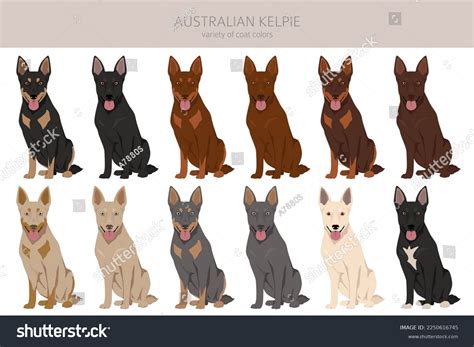 Australian Kelpie All Colours Clipart Different Stock Vector (Royalty Free) 2250616745 ...