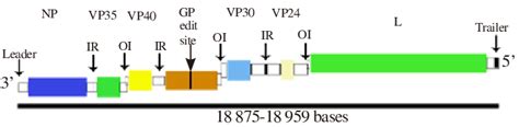 General genome organization of Ebolavirus. Genome size ranges from 18 ...