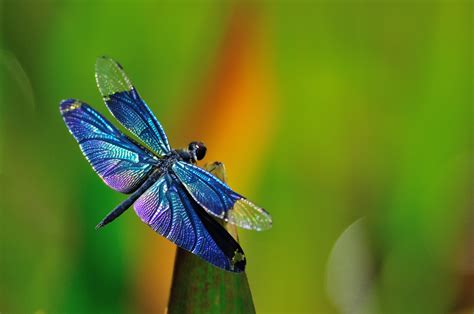 Dragonfly Backgrounds - WallpaperSafari