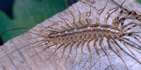 Here's Why You Should Never Squash a House Centipede