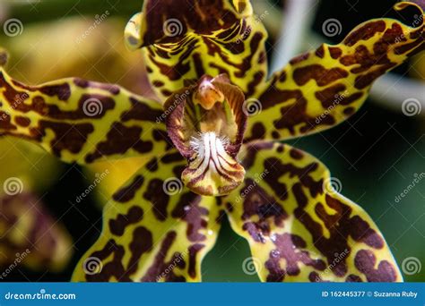 Colorful orchids stock image. Image of outdoors, botany - 162445377