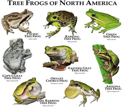 Treefrogs of North America Poster Print - Etsy | Gray tree frog, Tree frogs, Frog illustration