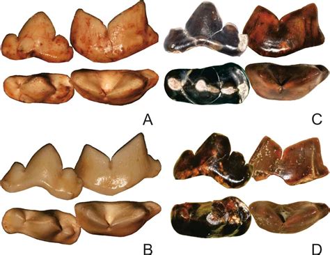 Fossils of saber-toothed predator discovered in southern China - Global ...