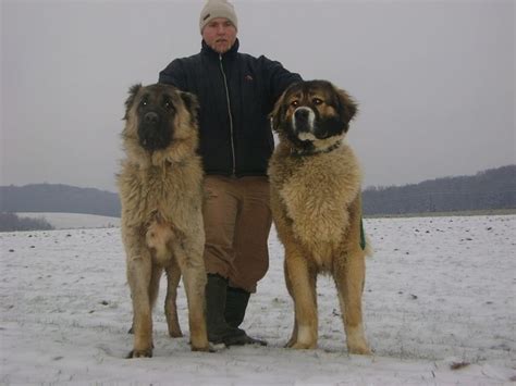 The Caucasian Shepherd or Caucasian Mountain Dog is an old breed dating ...