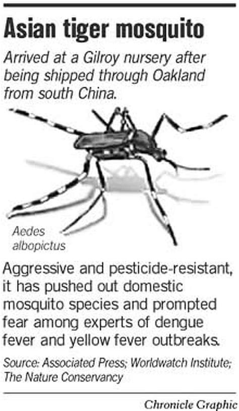 Tiger mosquito found in Gilroy -- disease host / Risky pest entered ...