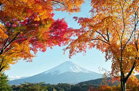 Stunning HD Wallpaper of Mount Fuji Amidst Autumn Colors