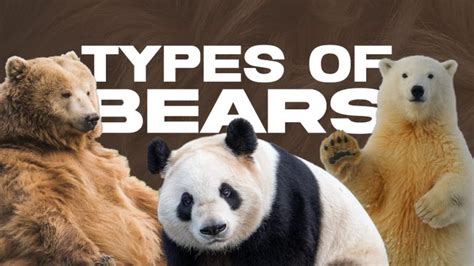 9 Types of Bears, Their Subspecies, and More - Facts.net