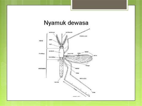 Pengendalian nyamuk culex sp