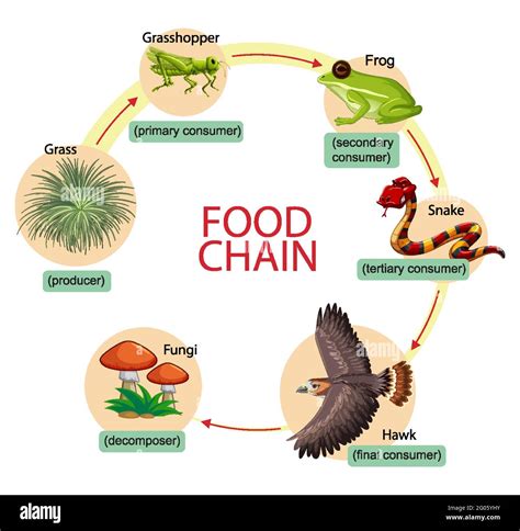 Diagram showing food chain illustration Stock Vector Image & Art - Alamy