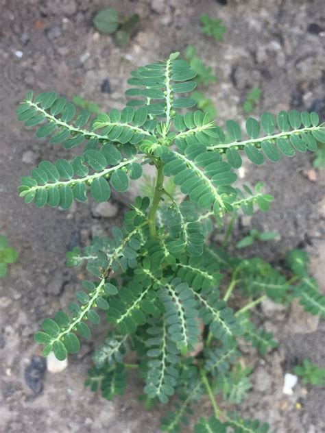 Phyllanthus niruri medicinal benefits