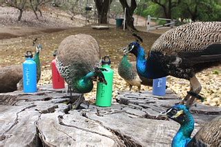 Peacock | Hydro Flask.com | Hydro Flask | Flickr