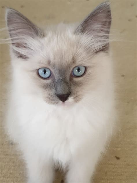 Ragdoll - Miles - PetsForHomes